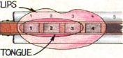 A professional plays a harmonica by letting his or her lips cover four holes on the instrument and then blocking out three of the openings with the tongue. This allows the artist to produce clear single notes and then add rhythm, harmony, and chords by "merely" lifting and replacing the tongue.
